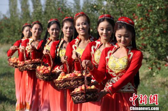 新疆奇台2万亩小苹果成熟 游客林间体验采摘