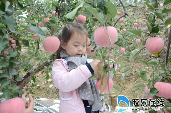 探访烟台三夫农业艾山苹果基地 寻正宗苹果味