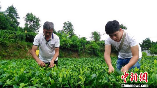 贵州茶叶连续5年出口高速增长，种植面积已达693万亩，为全国第一。　杨光振 摄