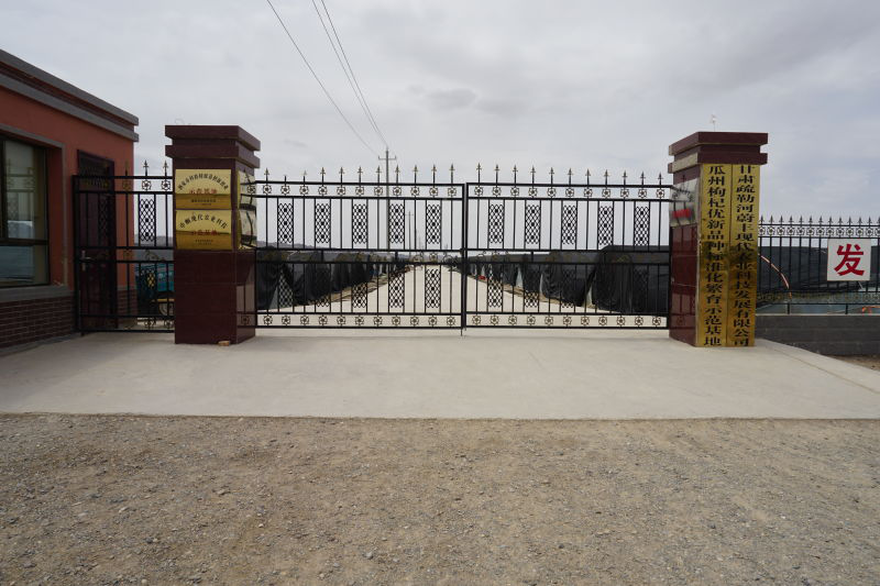 枸杞交易网专家解读:买枸杞为何要争头茬