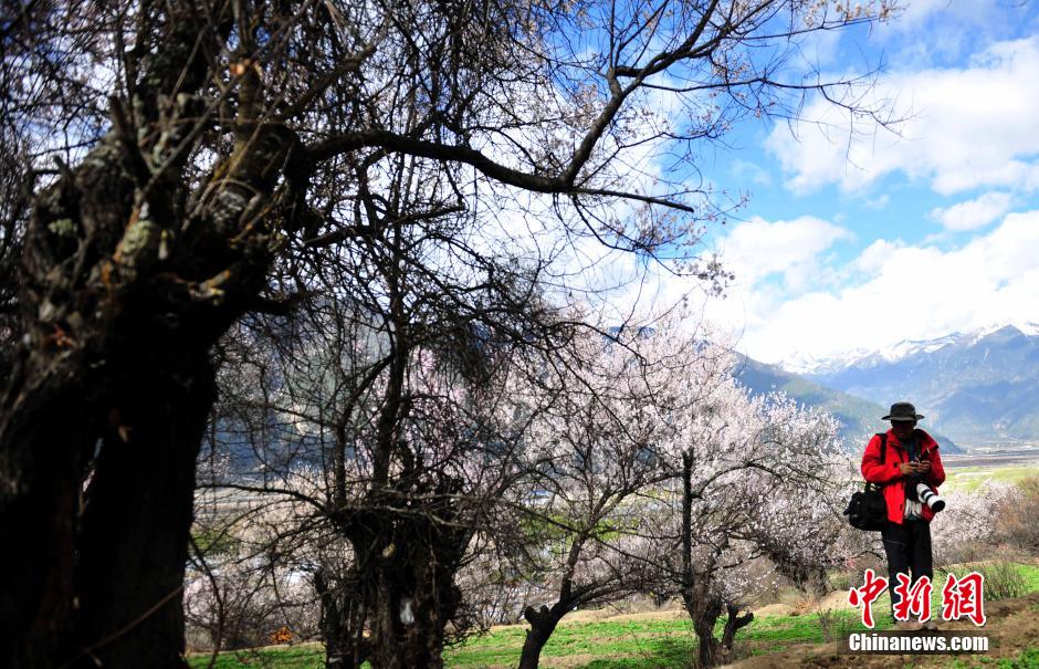 3月30日,西藏林芝第十三届桃花文化旅游节在嘎拉村开幕,吸引国内外