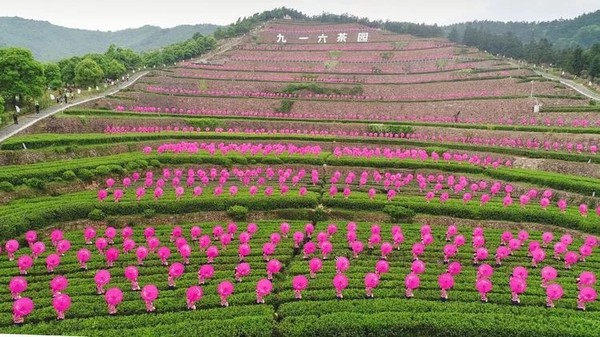 916名采茶女点亮中国最美茶园九一六