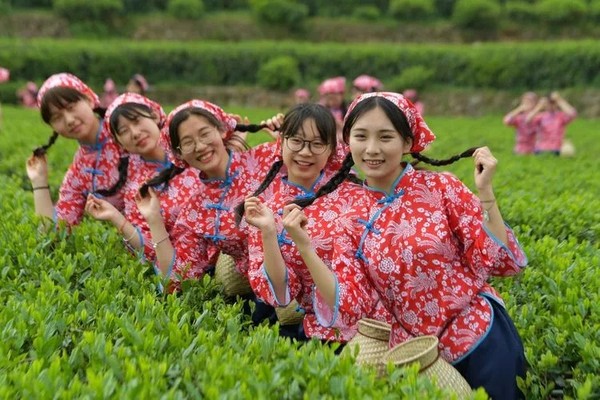 916名采茶女点亮中国最美茶园九一六