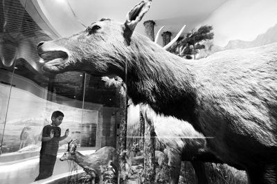 北京大兴将开展麋鹿保护自然遗产申报