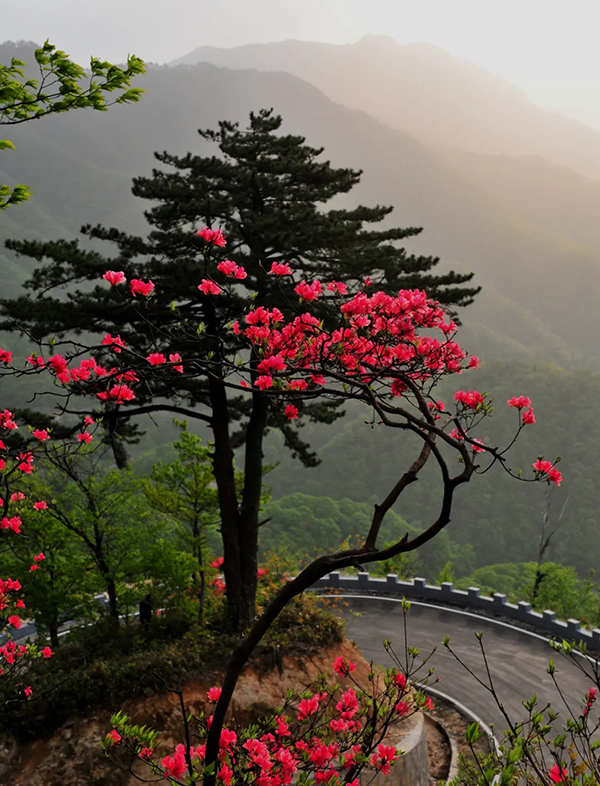 旅游要闻 六安赏杜鹃花点 金寨县马鬃岭 金寨县黄狮寨 黄狮寨位于安徽