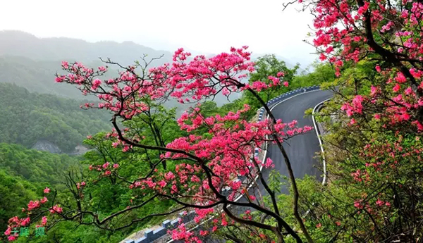 春游江淮请您来最美人间四月天魅力六安邀您来赏花杜鹃花开映山红