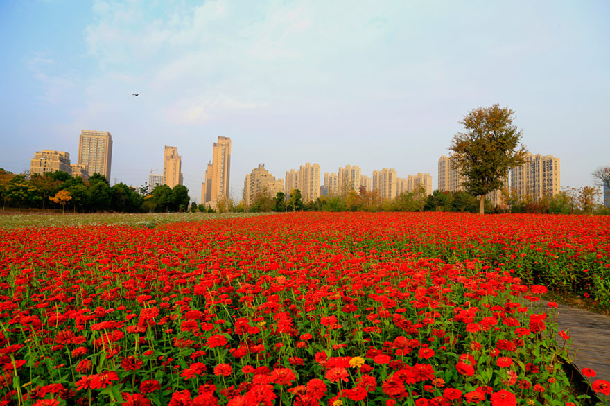 红红火火四季花海