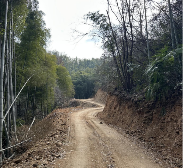霍山磨子潭：林道蜿蜒青山间，竹业振兴福祉添