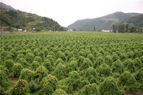 图说:中药材种植示范基地