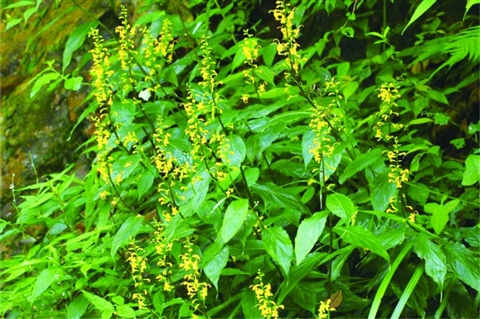 衢江“植物王国”万木竞芳华