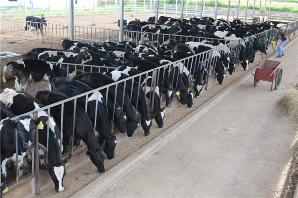 瓦房店市大连盛大牧业有限公司现代化奶牛养殖场