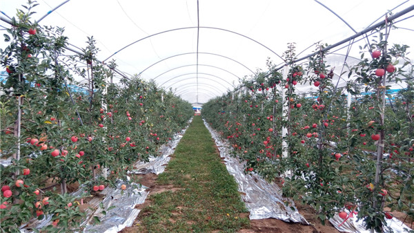瓦房店市大連天盛農業集團矮化蘋果示範園