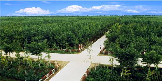 30万亩银杏连片种植基地