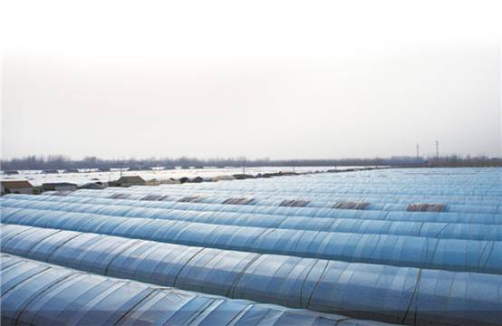 邳州市港上两万亩草莓基地