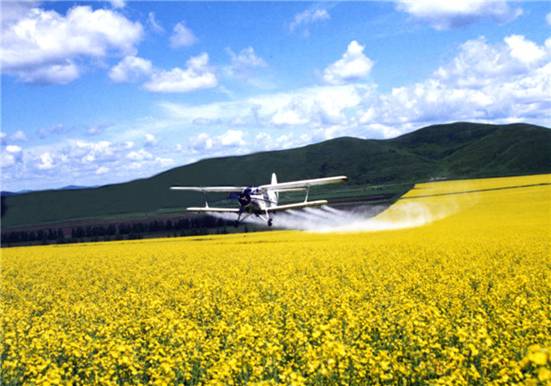 飞机在油菜花期喷施丰产素及杀菌剂6