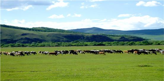 草原上成群的奶牛
