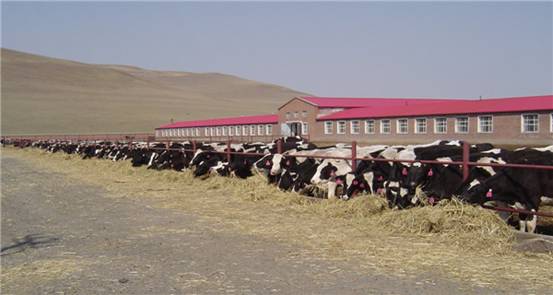 奶牛养殖基地
