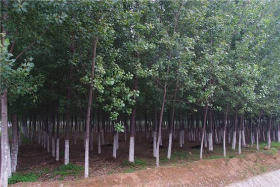 山东省肥城市:推进现代林业发展 建设绿色生态