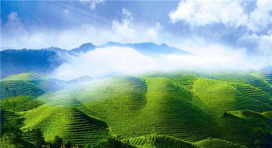 贵州贵天下茶业有限责任公司:原生态 零添加