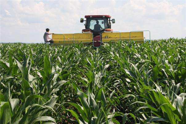 大型农机具在玉米田里施肥