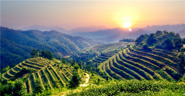 福建省安溪县:以茶为主多元增收 全面推进农业