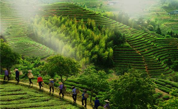 福建省安溪县:以茶为主多元增收 全面推进农业现代化_ 联盟中国 _ 中国网