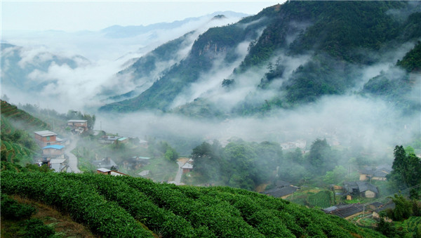 福建省安溪县:以茶为主多元增收 全面推进农业