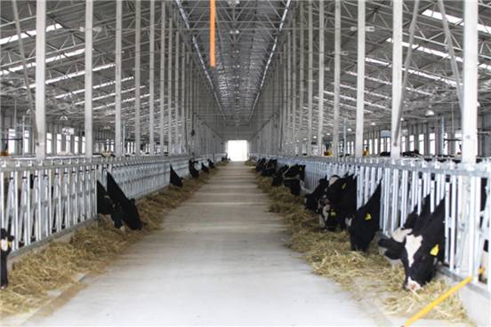 城关区净土健康产业建设的高标准奶牛养殖中心