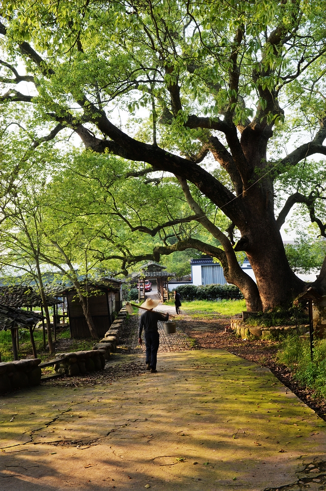  严村樟树湾