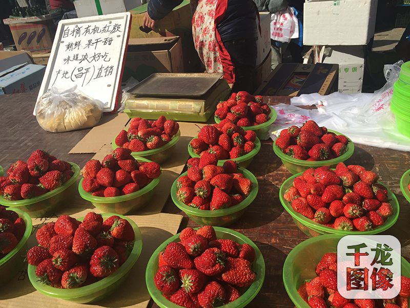 朝阳一家蔬果批发市场上大个儿草莓犹如鸡蛋。千龙网记者 秦胜南摄影