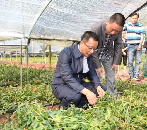 云南省普洱市:普洱市建设国家绿色经济试验示