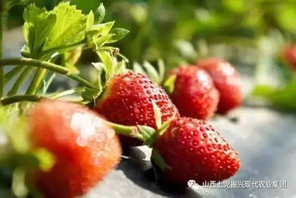 振兴的草莓熟了，你还在等什么？