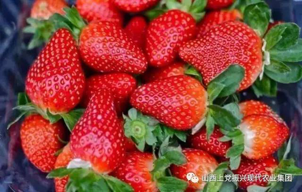 振兴的草莓熟了，你还在等什么？